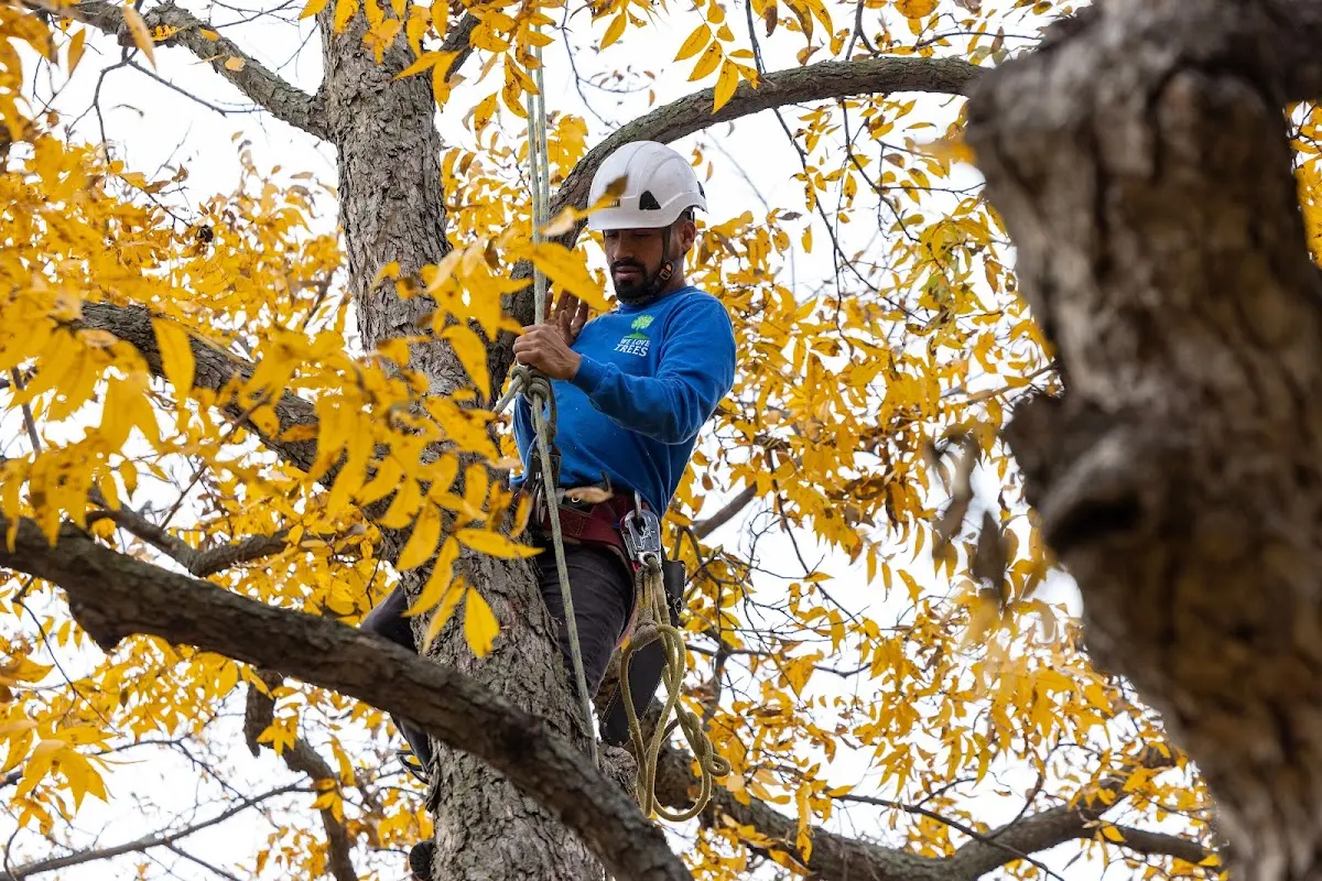 Skilled Tree Pruning crew working in Snowmass Village