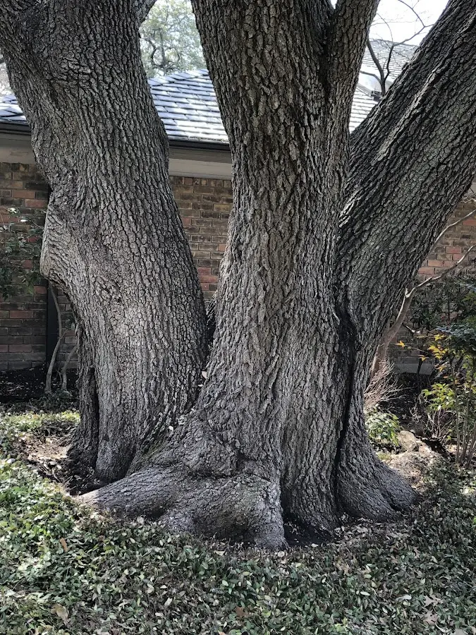 Mature heritage tree close to a Snowmass Village property cared for by certified arborists